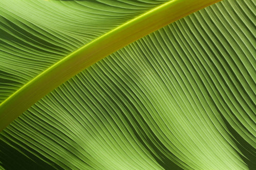 large green leaf